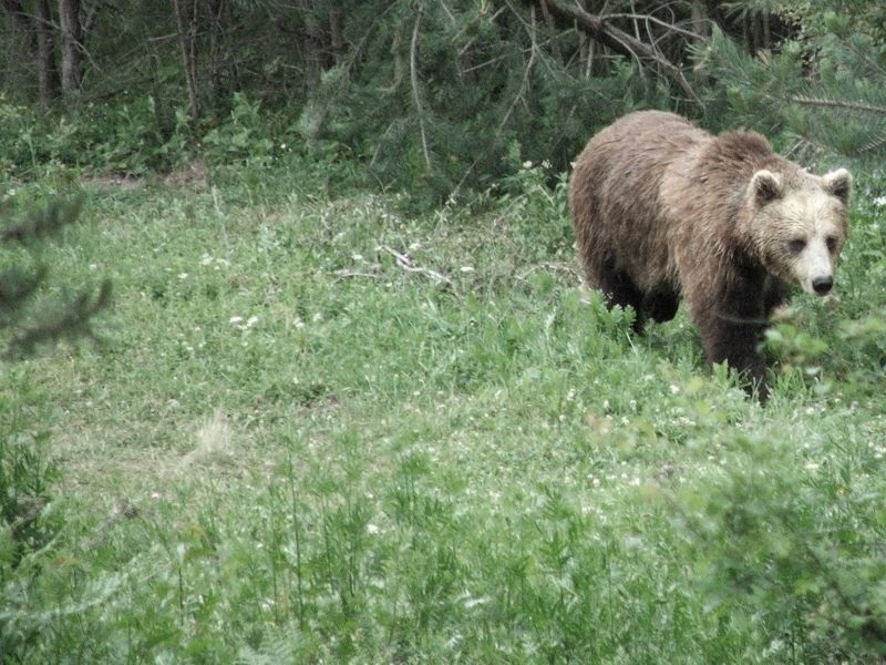 Мечките од Централен Балкан се будат од зимски сон