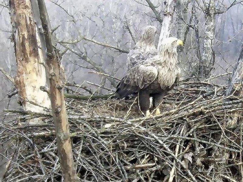 Пренос во живо од орлово гнездо во Белград