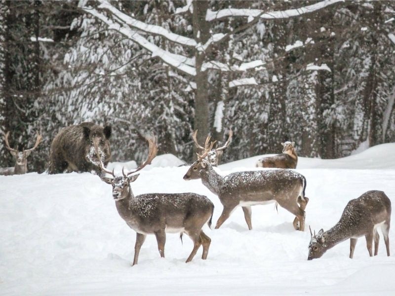 Родопите се населуваат со елени
