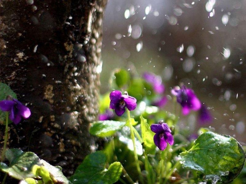 Во Крива Паланка засадени 4.000 цвеќиња