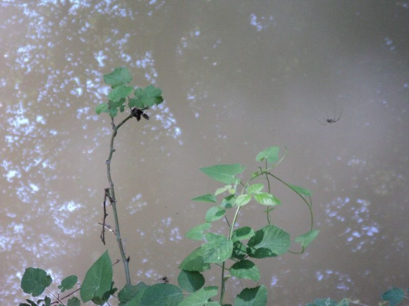 Скопјани пијат безбедна вода , потребно е да се прочистуваат урбаните отпадни води