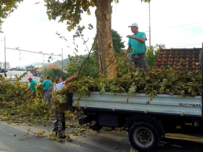 Утре кастрење гранки на дрвјата во општина Центар