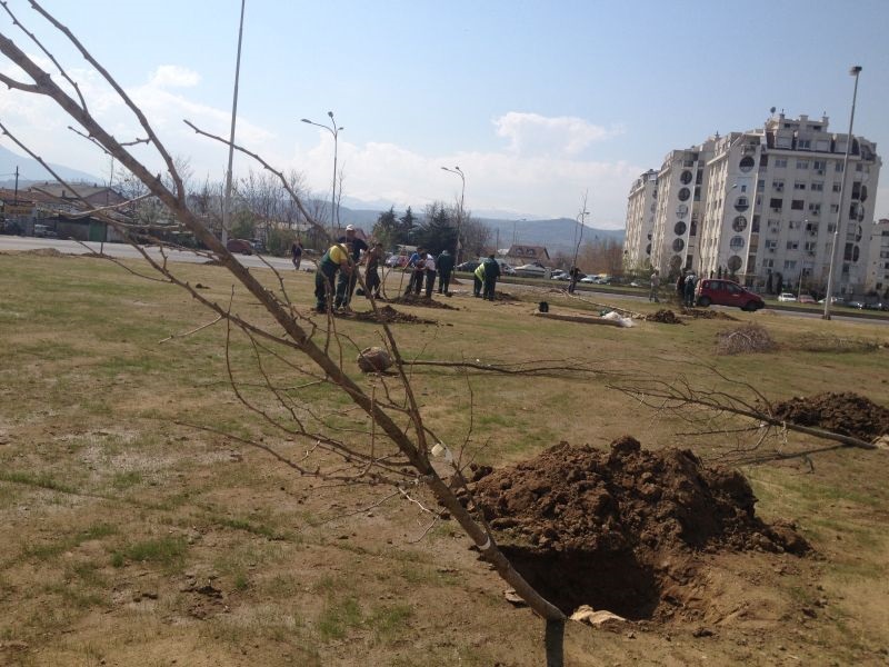 Засадени нови дрвја на зелените површини во oпштина Аеродром