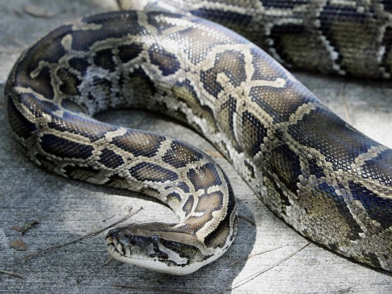 Човек пронајден во тело на огромен питон во Индонезија (видео)