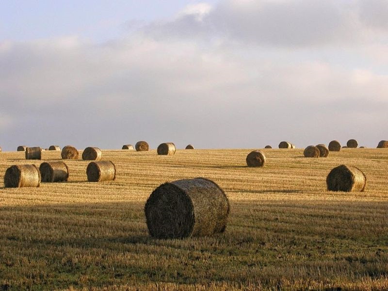 Србија ќе го зголеми користењето на биомаса за енергија