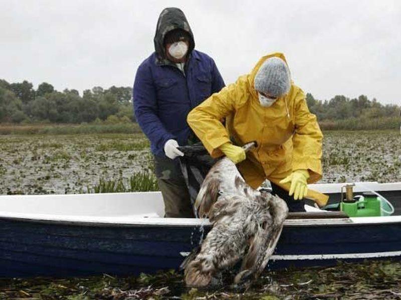 Вирусот на птичји грип откриен кај угинат лебед во Романија 