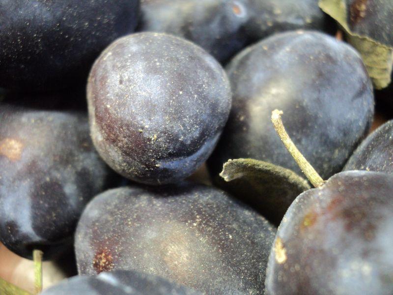 Десеткуван родот на модри сливи на истокот