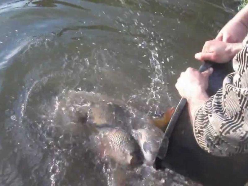 Eзерото Гратче крај Кочани порибено со 230 килограми крап 