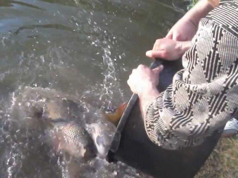 Порибување на Преспанско Езеро со автохтон крап