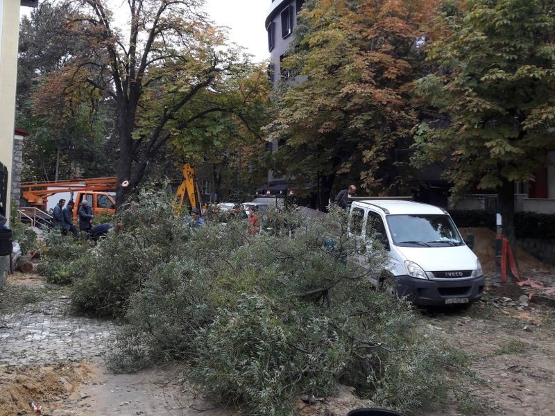 Во Дебар маало се сечат дрвја