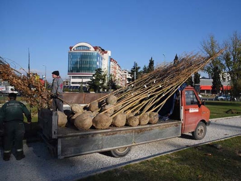 Милион дрвца се засадија во Скопје