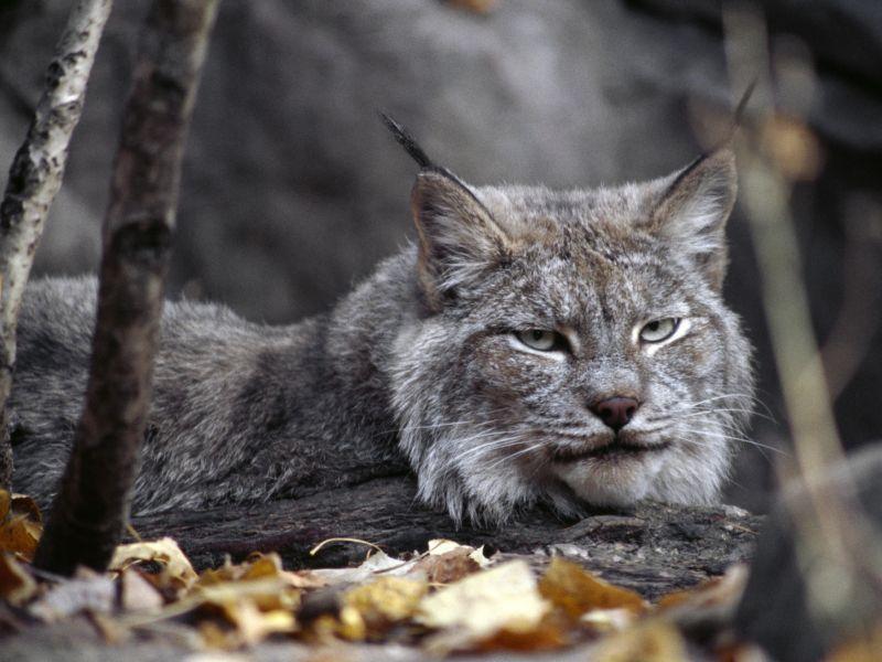 Со судска наредба канадскиот рис добива поголема заштита во САД