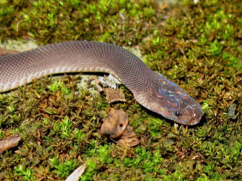 Змијата Зиги Стардаст меѓу новите видови откриени покрај Меконг