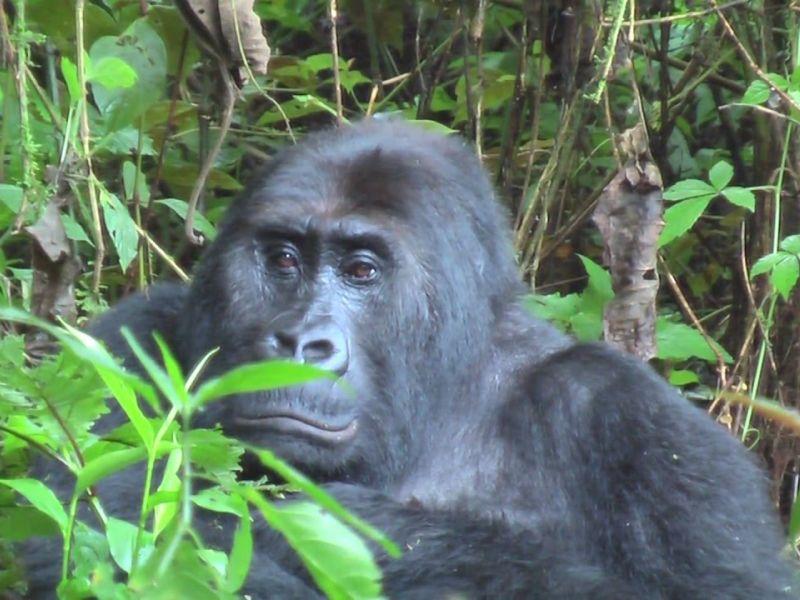 На приматите им се заканува изумирање