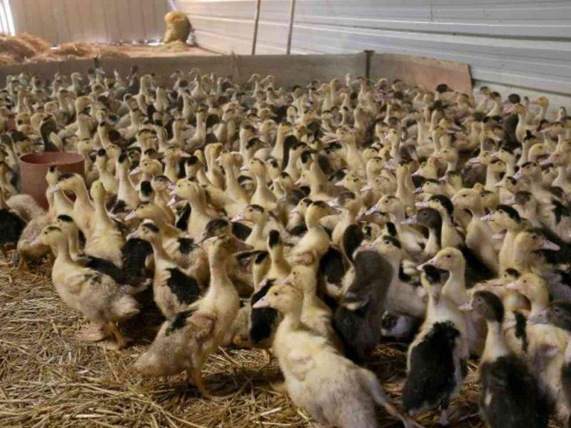 Во Франција ќе бидат уништени 600 илјади патки поради превенција од птичји грип 