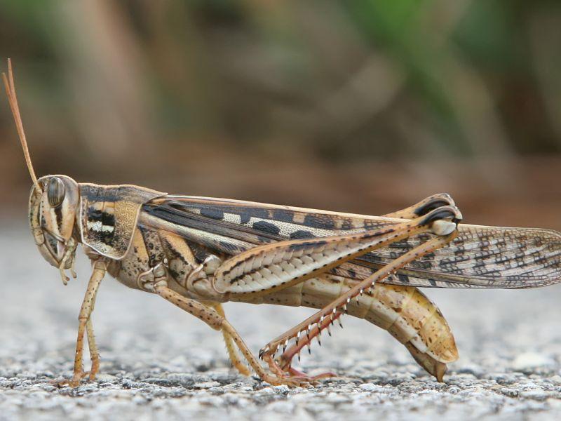 Се заканува изумирање на скакулците и штурците во Европа 