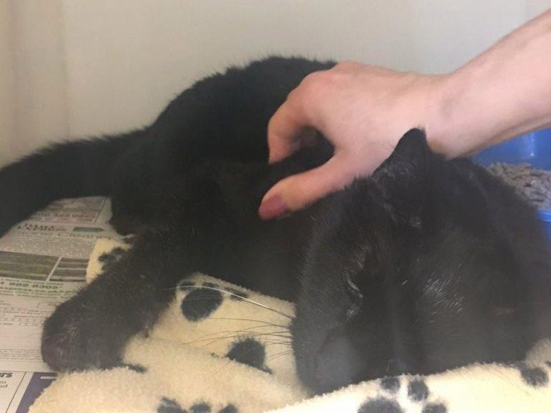 Мачка се вратила дома по 15 години