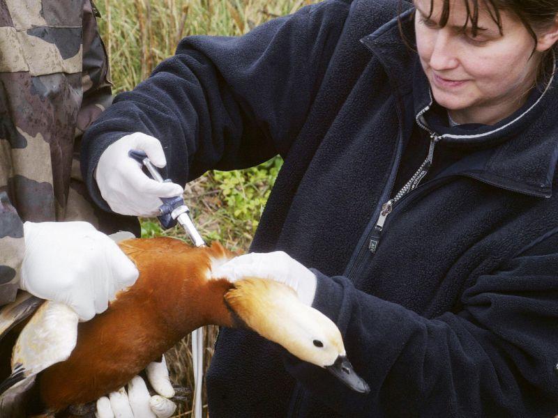 Во Франција регистрирани 52 жаришта на птичји грип 
