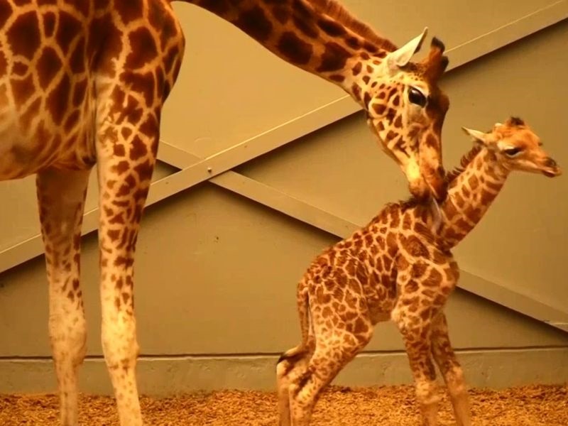 Бебе жирафа родено во белгиска Зоолошка градина