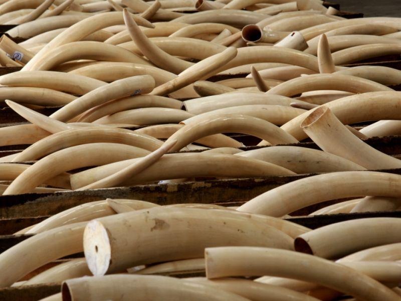 Ловот на слонови во опаѓање, но се` уште на алармантно ниво