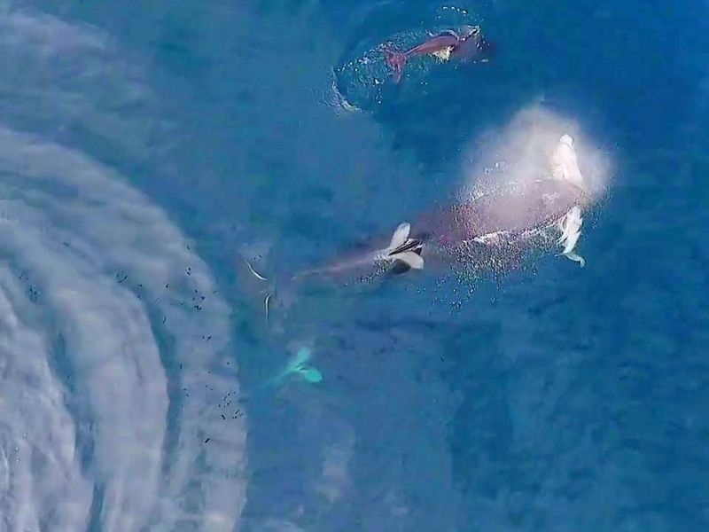 Со дрон снимен кит-убиец како фаќа и јаде ајкула