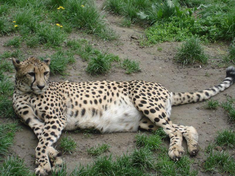 Гепардите пред исчезнување, останаа уште само 7.100