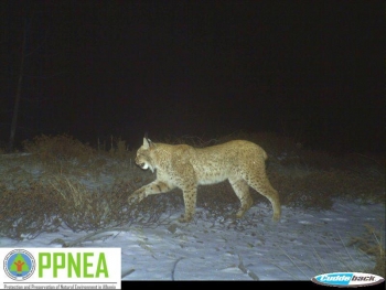 Фотографии од загрозени видови во Пука, Албанија